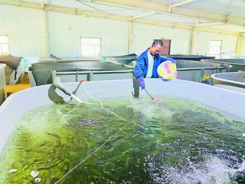 冷水鱼市场热潮 水产品养殖的新机遇与挑战