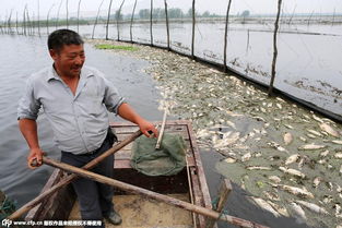 蚌埠水域污染危机 鱼蟹大量死亡与养殖业的重创
