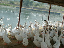 广西桂林市嘉和牧业 专业养殖鹅苗、肉鹅与种猪，打造休闲农家乐体验