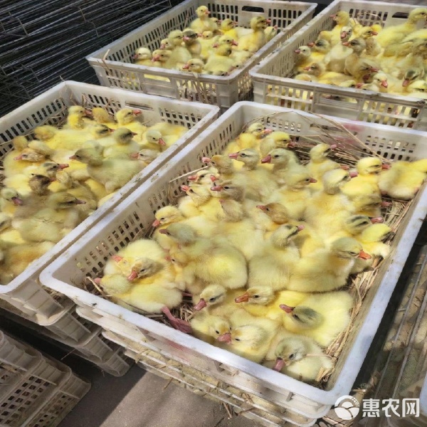 家禽养殖入门 常见鹅苗与猪苗品种选择指南