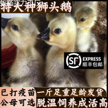 汕头狮头鹅苗 品种特性、养殖要点与市场前景