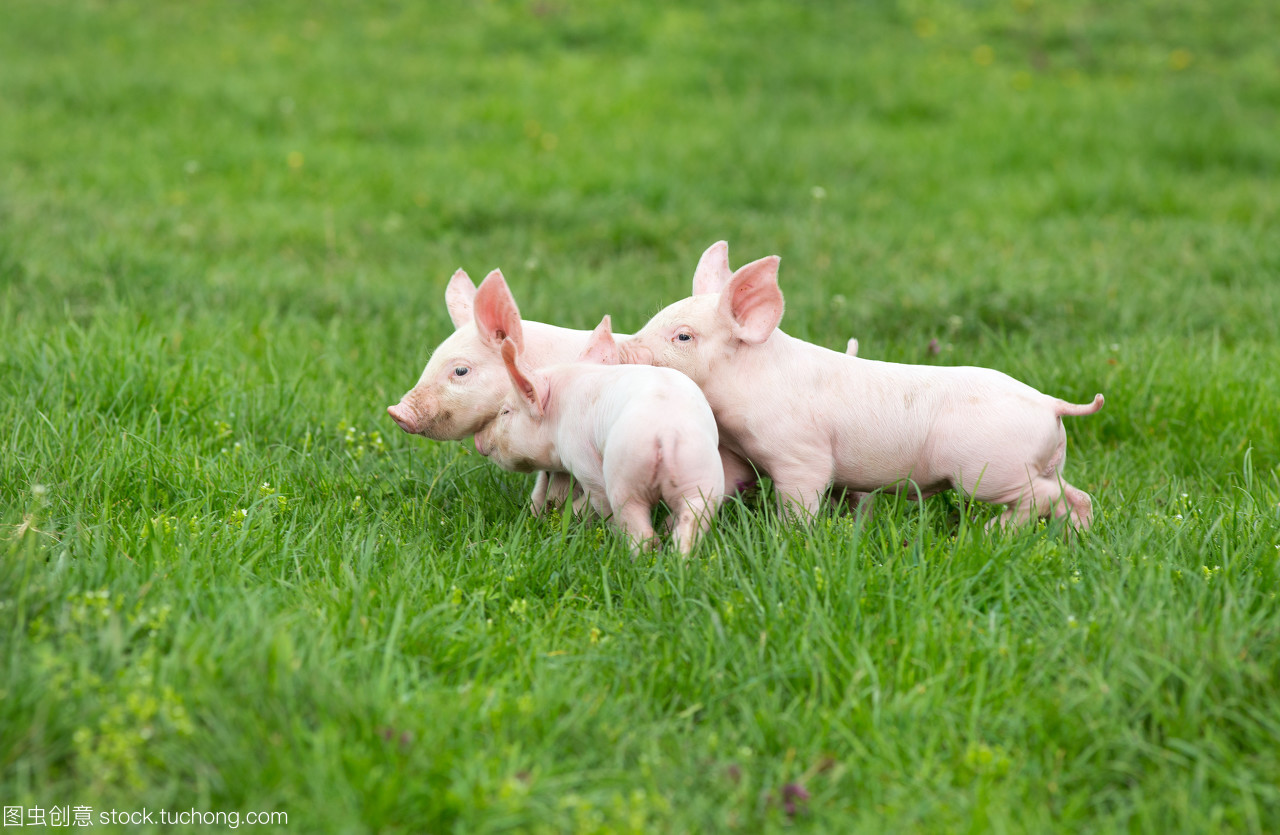 仔猪与猪苗 养殖业的基石与未来