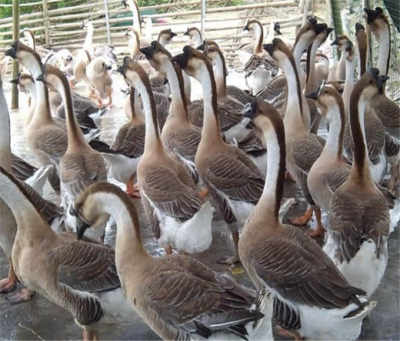 邯郸市莱茵鹅苗基地猪苗业务拓展 多元化养殖助力乡村振兴