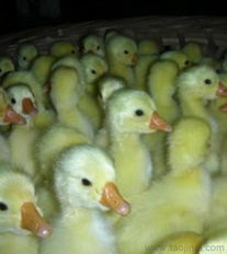 优质低价，选择我们的鹅苗——大型孵化厂直供大种灰鹅苗与鸽苗