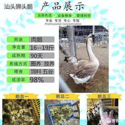 探寻狮头鹅苗与鸽苗市场 纯正原一号狮头鹅的养殖前景与价格分析