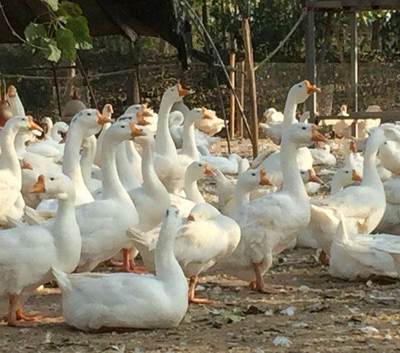 优质鹅苗批发零售——从黔东南鸭到猪苗的多元化禽畜选择