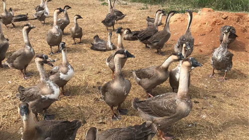 开封鹅苗与猪苗市场行情分析 为何鹅苗价格更显实惠？