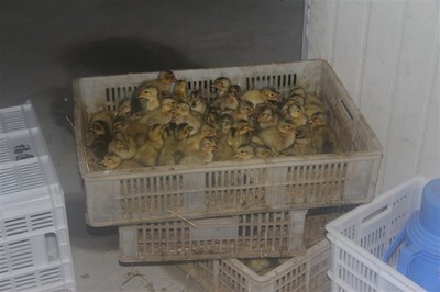 2012年广西地区鹅苗市场行情分析 大白鹅苗、狮头鹅苗及朗德鹅苗价格动态与供应趋势