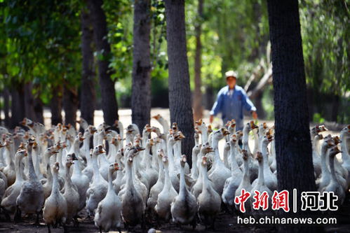 迁安林下生态养鹅 以鹅苗为笔，绘就绿色致富新图景