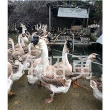 狮头鹅与鸽苗的养殖鉴赏 从苗种图片看选育要点