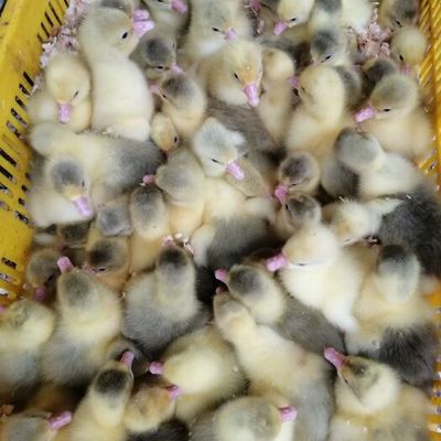 白鹅苗养殖指南 专业批发与供应全解析