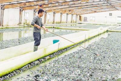 湖北省水产科学研究所 引领水产品养殖科技创新与可持续发展