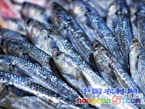 政策红利助推水产养殖升级 29个特色品种迎来发展新机遇