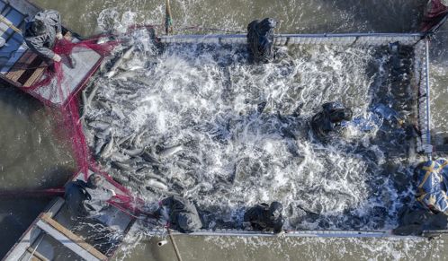 滁州工业经济强势崛起 五年答卷彰显营商环境优化与水产品养殖新动能