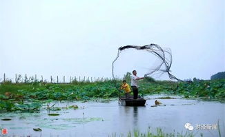 江苏淮安市洪泽区西顺河生态水产养殖成效显著，年供市场有机中华绒螯蟹300多吨