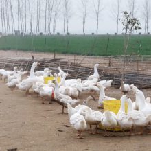 河南鹅苗价格及鹅苗基地优势分析——以宛城区文栓孵化场为例