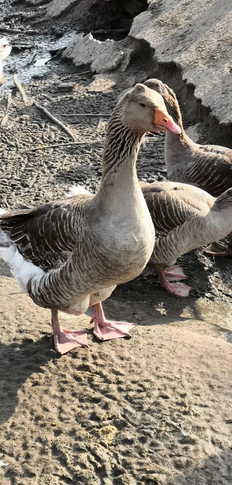 山东济宁梁山县鹅苗批发，优质孵化场直供，价格实惠