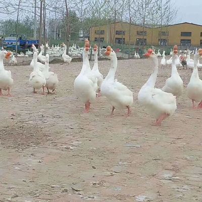 大三花鹅苗及鸽苗孵化场直销，包运输服务全面保障