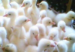 鹅苗喂养禁忌 为何不可与鸡鸭猪苗同饲